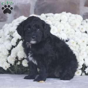 Kelsey – F1b, Cavapoo Puppy